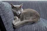 gray cat sleeping on a sofa