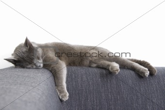 gray cat on a sofa