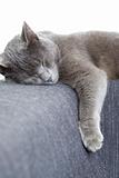 gray cat sleeping on a sofa