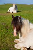 Icelandic Horses At Rest In A Field