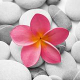 Attractive Pebbles and Flower