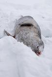 Fished seal
