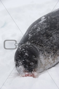 Fished seal