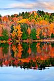 Fall forest reflections