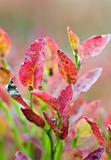 Autumn whortleberry bush 