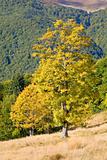 tree in autumn mountain