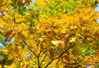 yellow oak tree 