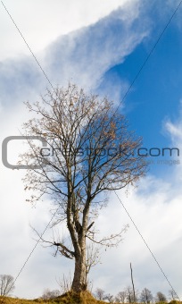 bare tree on sky background