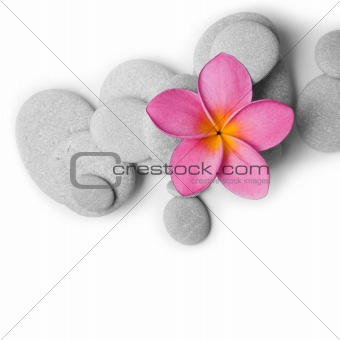 Attractive Pebbles and Flower