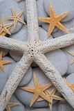 Starfish and Pebble Background