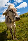 Alpine cow on green meadow