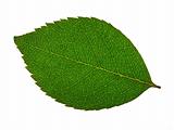 Macro green leaf isolated