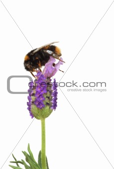 Bumblebee and Lavender Flower