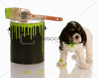 puppy getting in to wet paint