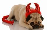 pug dressed up as a devil