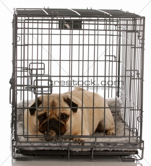 dog in a dog crate