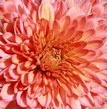 Chrysanthemum Background