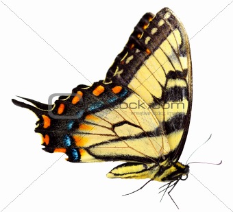 Eastern tiger swallowtail Butterfly