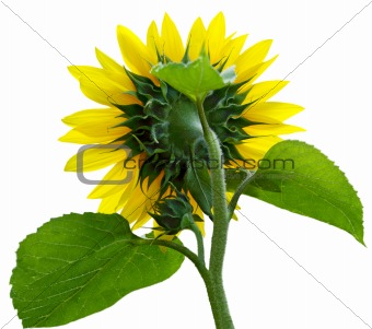 Sunflower Rear