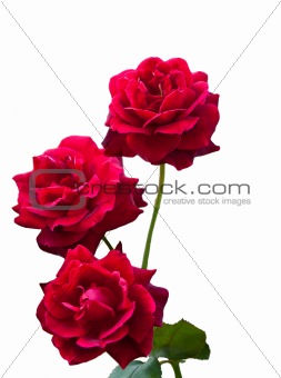 Three Red Roses