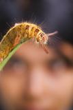 Student examining caterpillar