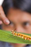 Student interacts with caterpillar