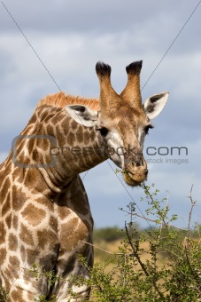 Giraffe Feeding