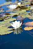 White Water-Lily.