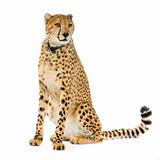 Cheetah sitting; 