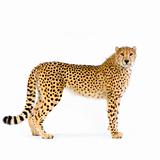 Cheetah standing up