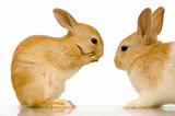 rabbits dating