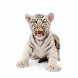 White Tiger cub (3 months)