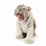 White Tiger cub (3 months)