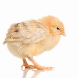 chick