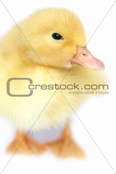 The small yellow goose