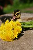 Small duck and yellow flowers