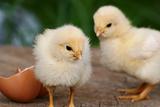 Two yellow chickens and egg shell