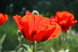 Red fire of blooming poppy