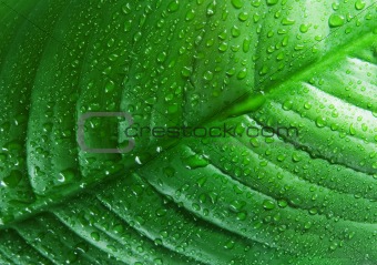 Gren leaf