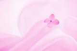 Pink Background With Flower