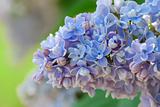 Lilac blossoms branch