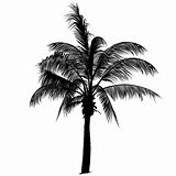 Palm tree silhouette 2