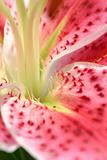Pink Stargazer Lily macro