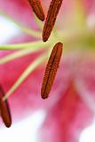 Pink oriental Lily macro
