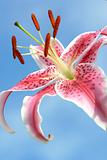 Pink oriental lily