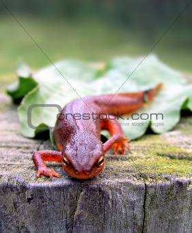 Red-Spotted Newt