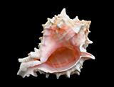 Seashell Over Black #8 (Conch)