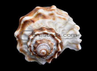 Seashell Over Black #7 (Conch)