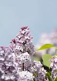 Close-up of  lilac flower