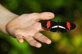 Red and black butterfly on hand